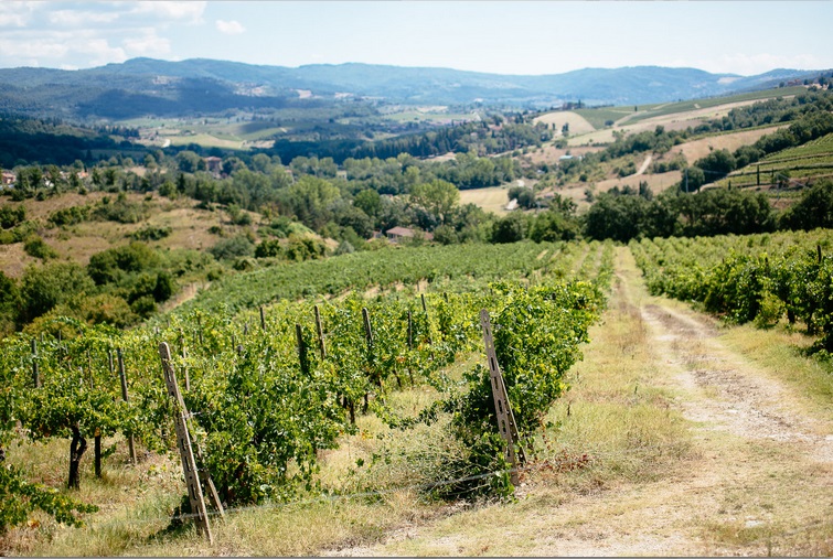 vineyard-wedding-tuscany